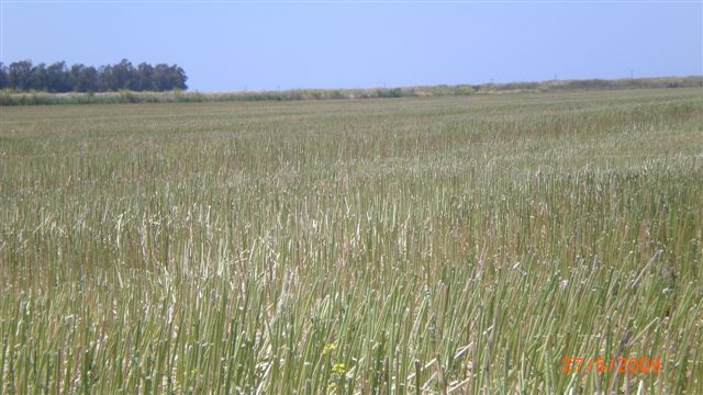 Resmi B�y�tmek ��in T�klay�n�z