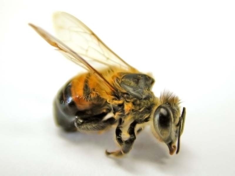 Resmi B�y�tmek ��in T�klay�n�z