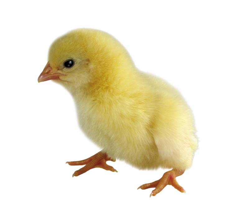 Resmi Bytmek in Tklaynz