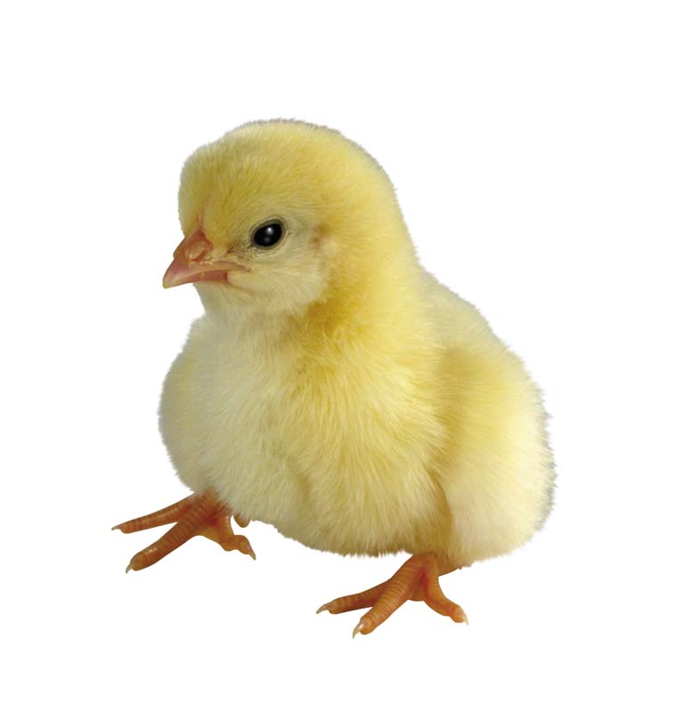 Resmi Bytmek in Tklaynz