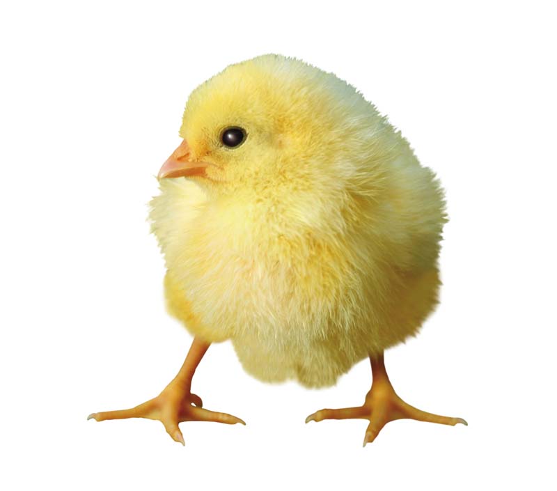 Resmi Bytmek in Tklaynz