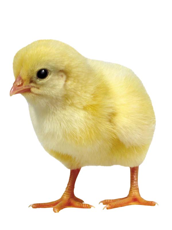 Resmi Bytmek in Tklaynz