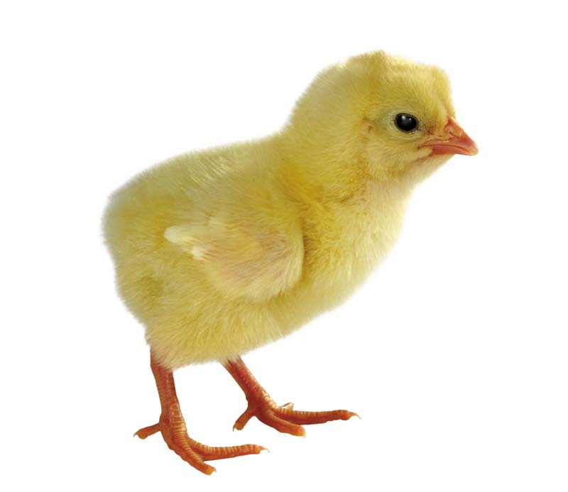 Resmi Bytmek in Tklaynz