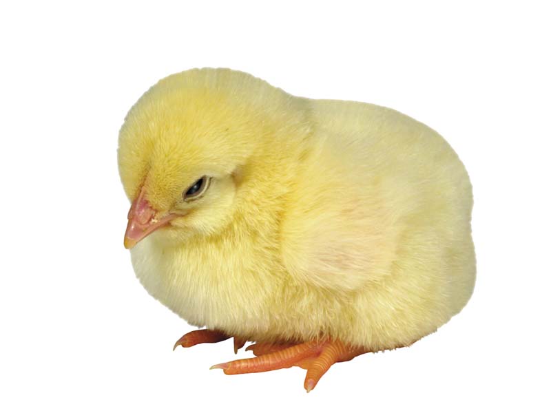 Resmi Bytmek in Tklaynz