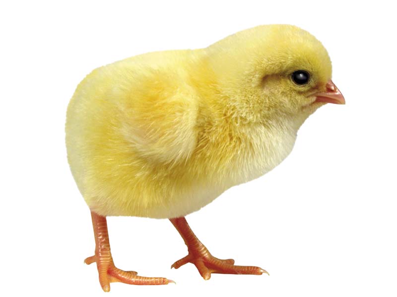 Resmi Bytmek in Tklaynz