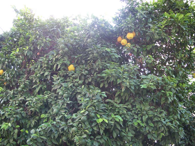 Resmi Bytmek in Tklaynz