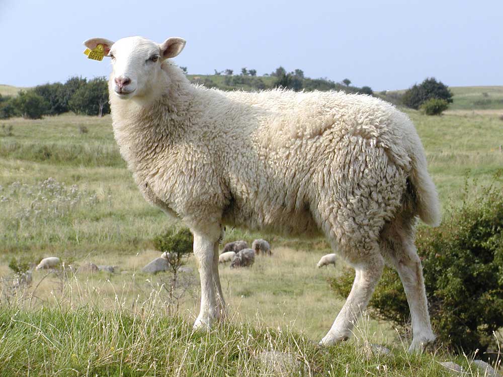 Resmi Bytmek in Tklaynz