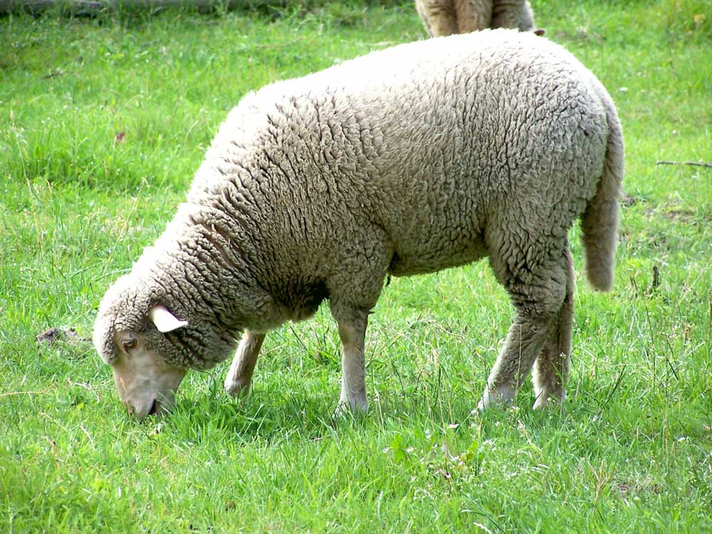 Resmi Bytmek in Tklaynz