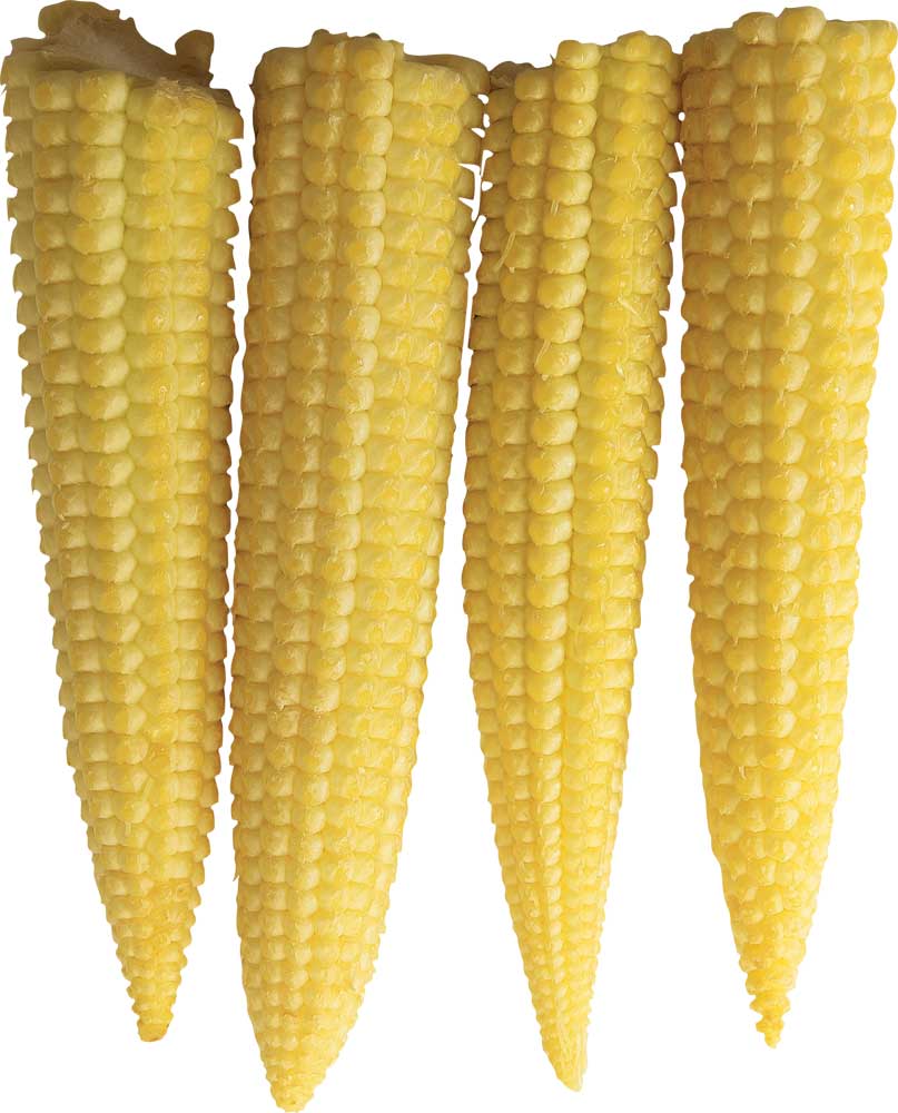 Resmi B�y�tmek ��in T�klay�n�z