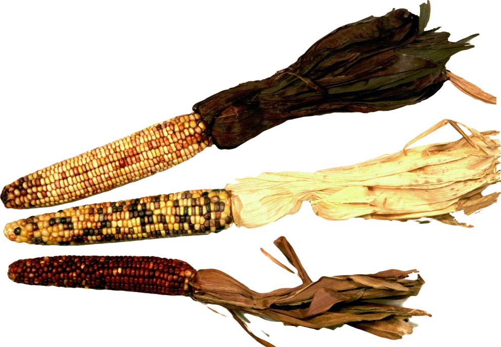 Resmi B�y�tmek ��in T�klay�n�z