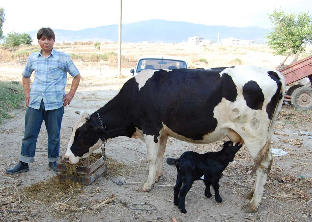 Resmi Bytmek in Tklaynz