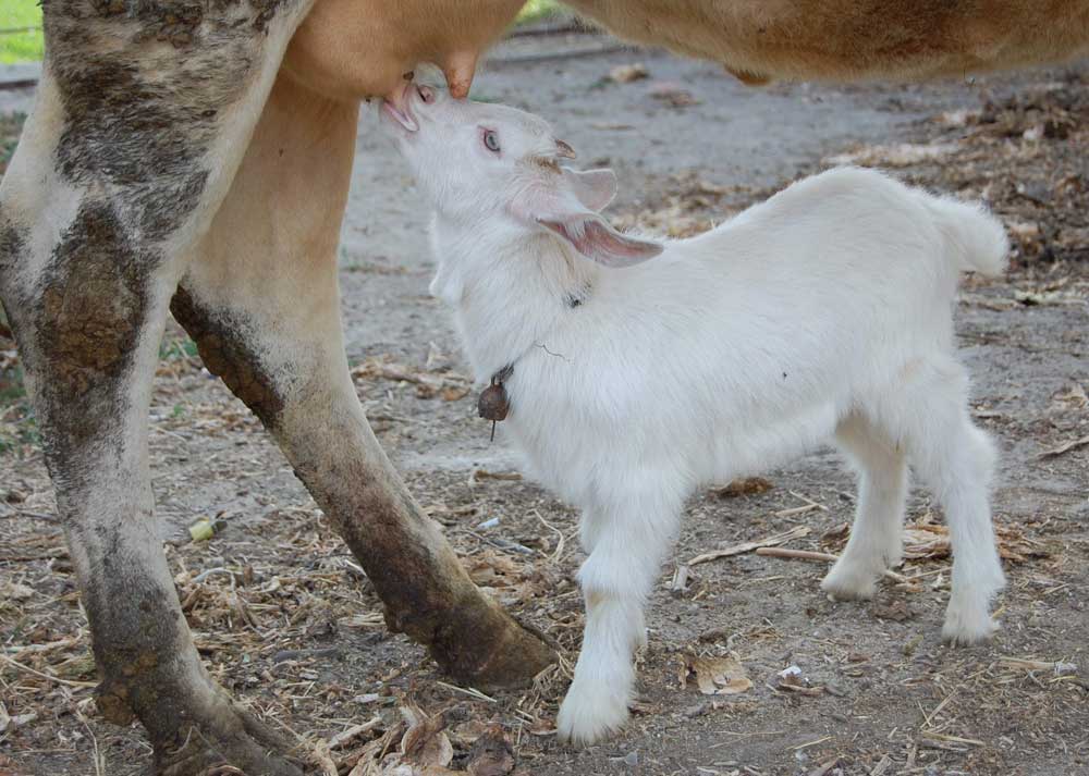 Resmi Bytmek in Tklaynz