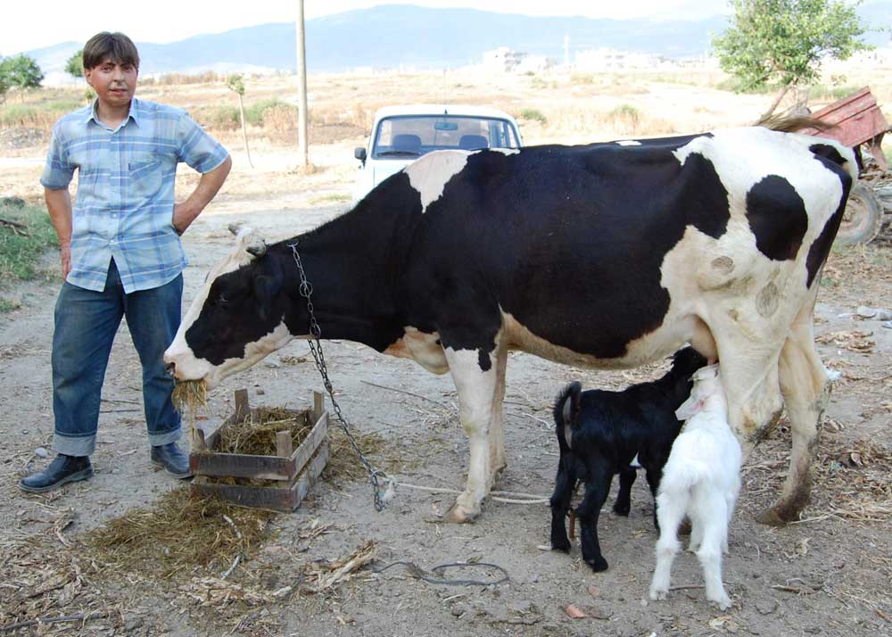 Resmi Bytmek in Tklaynz