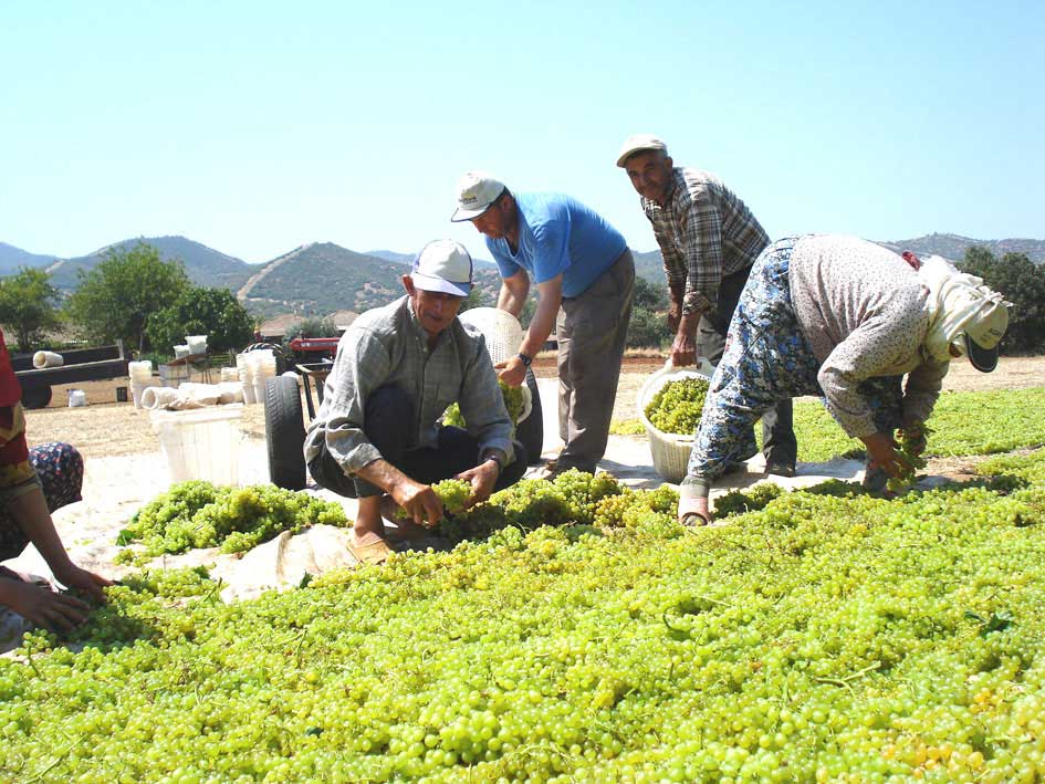 Resmi Bytmek in Tklaynz