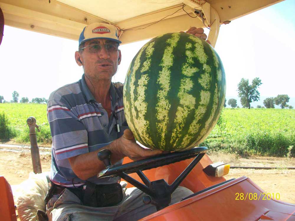 Resmi Bytmek in Tklaynz