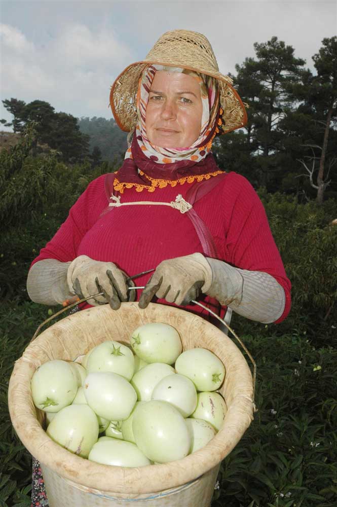 Resmi Bytmek in Tklaynz