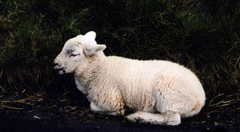 Resmi Bytmek in Tklaynz