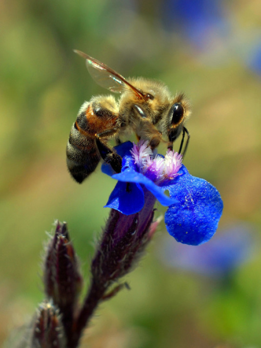Resmi Bytmek in Tklaynz