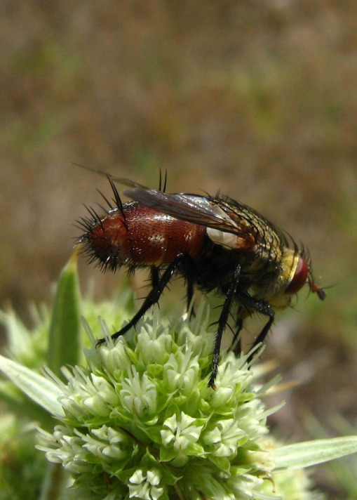 Resmi Bytmek in Tklaynz