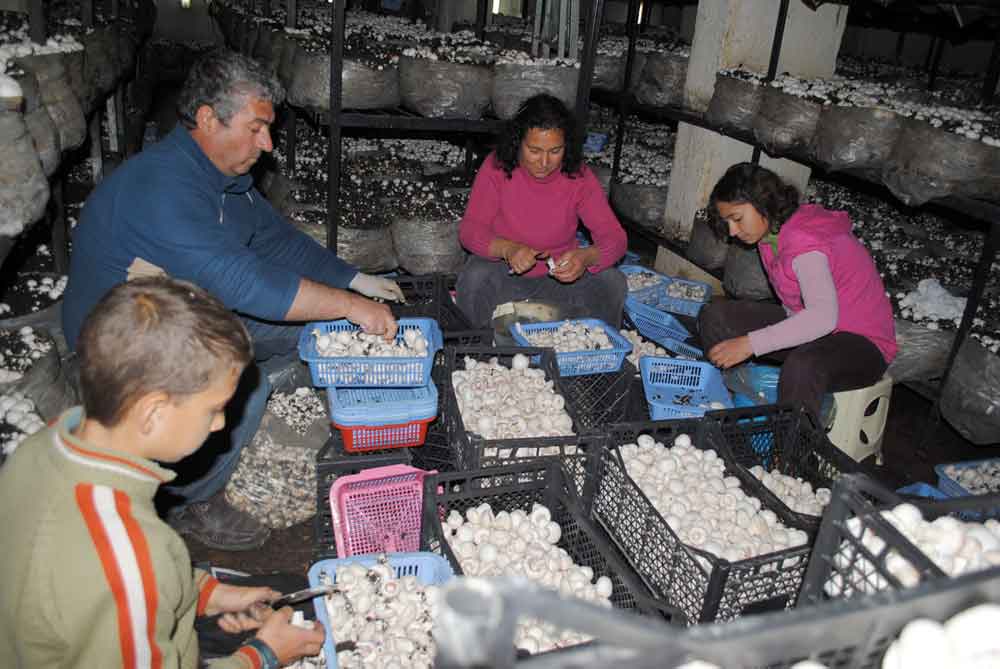 Resmi Bytmek in Tklaynz