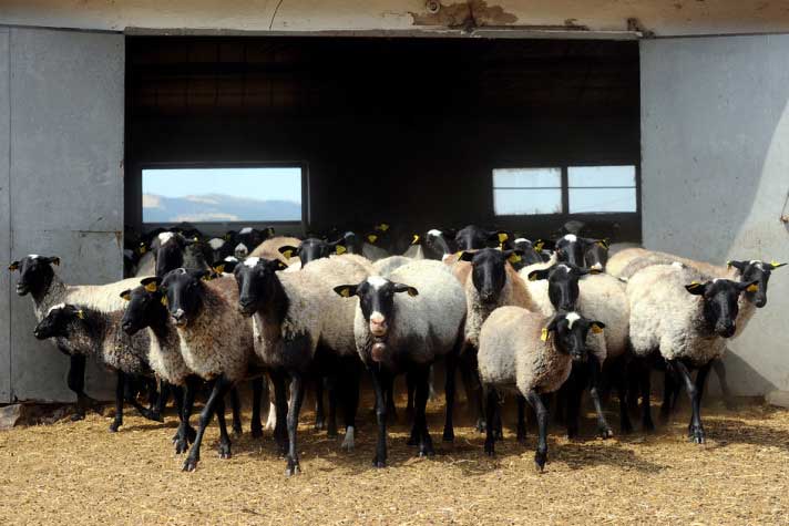 Resmi Bytmek in Tklaynz