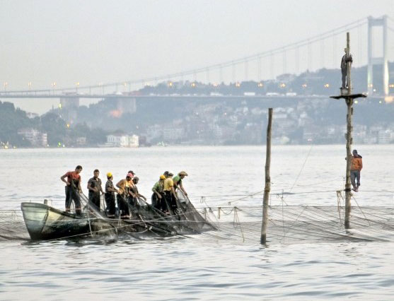 Resmi Bytmek in Tklaynz
