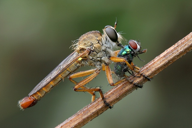 Resmi B�y�tmek ��in T�klay�n�z