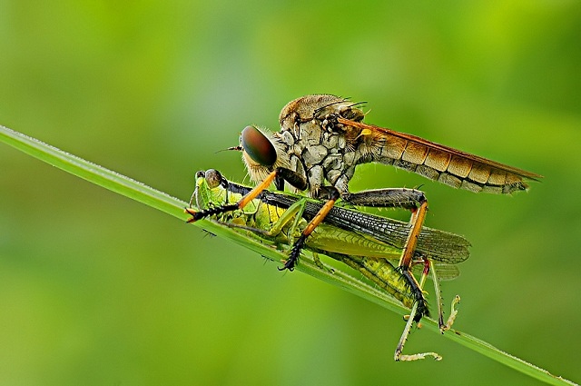 Resmi B�y�tmek ��in T�klay�n�z