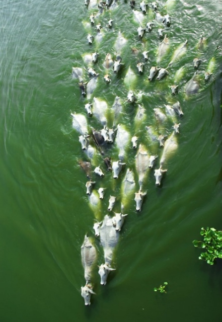 Resmi B�y�tmek ��in T�klay�n�z