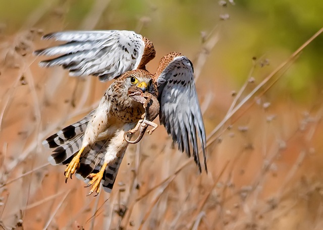 Resmi B�y�tmek ��in T�klay�n�z