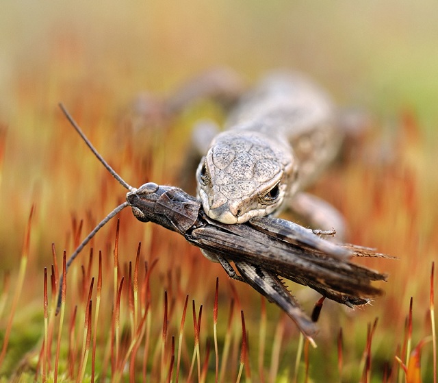 Resmi B�y�tmek ��in T�klay�n�z