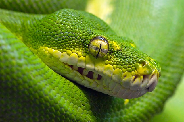 Resmi B�y�tmek ��in T�klay�n�z