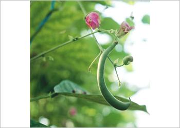 Resmi Bytmek in Tklaynz