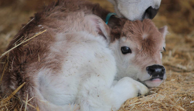 Resmi B�y�tmek ��in T�klay�n�z