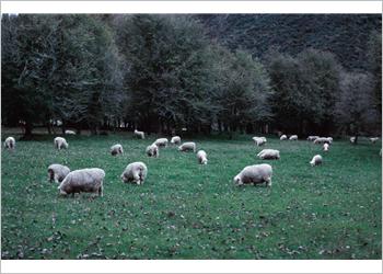 Resmi Bytmek in Tklaynz