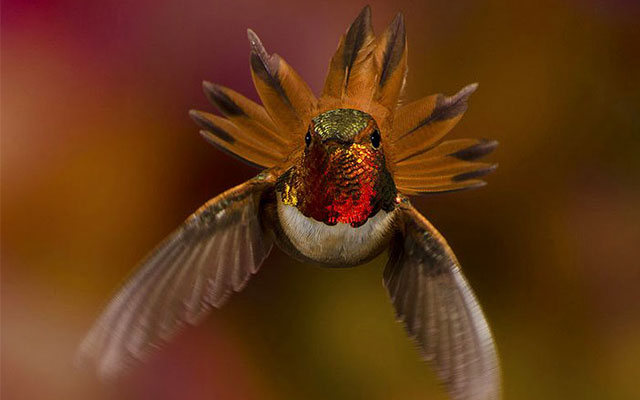 Resmi B�y�tmek ��in T�klay�n�z