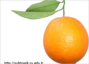 Resmi Bytmek in Tklaynz