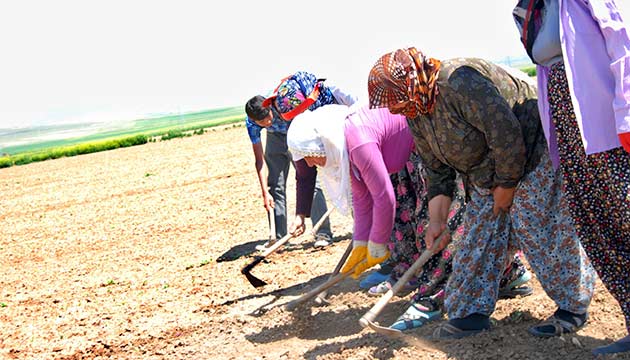 ehirlerde iilerin bayram meydanlarda, krsalda ise tarladayd
