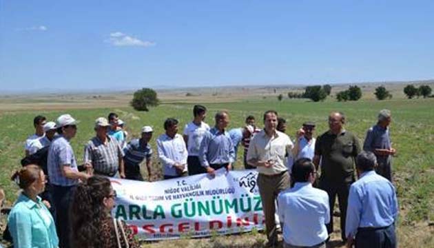 Nohut Tarla Gn Dzenlendi