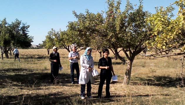 Karaman elmasnn genetii aratrld