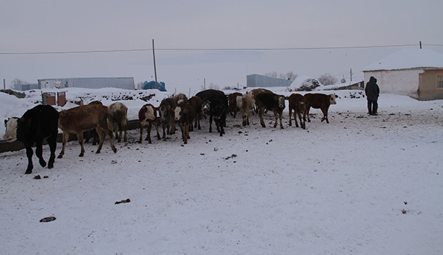 iftiler in Kar Beyaz Bereket