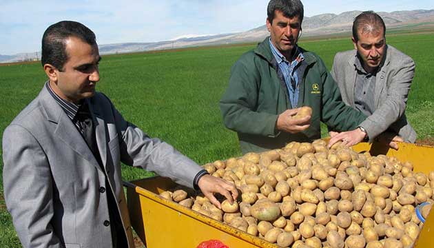 Arabanda Cipslik Patates Deneme Ekimi Yapld
