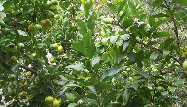 Limon cep yakyor