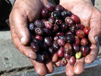 Zeytin reticisinden ithalata tepki