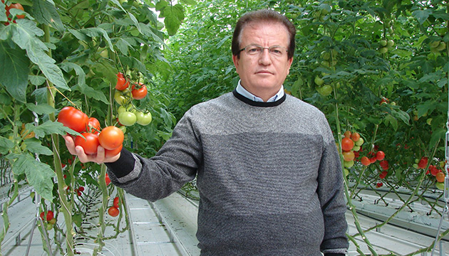 Domatesi serasnda retip marketinde satyor
