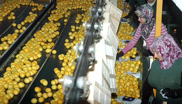 Limon reticisinin Yzn Ekitmedi 