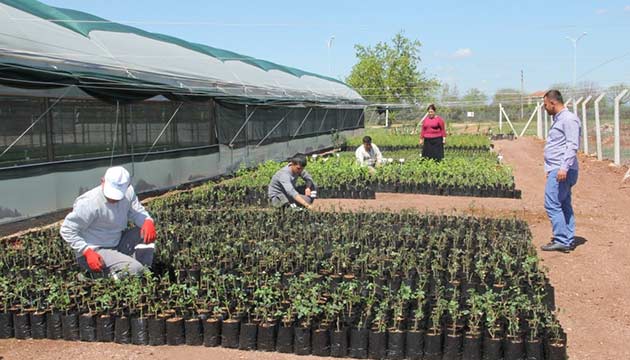 Demealtnda Yeni Serada retim Balad
