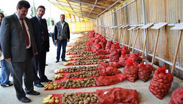 Nidede Yerli Patates Tohumlar Tantld