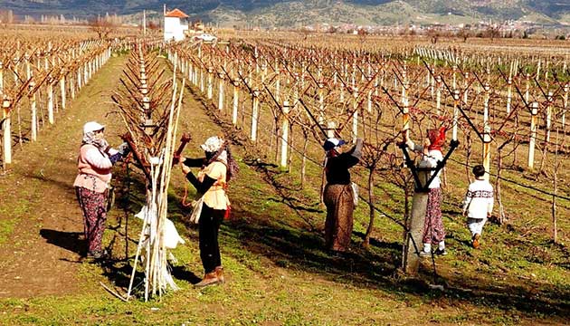Sarglde Bayan Tarm ileri 30 Tl Yevmiye Alyor(zm)