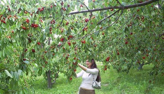 Sultanda kirazn dnya tanyacak